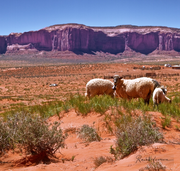 La vie rurale des Navajos.jpg