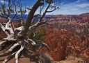 Bryce Canyon souche arbre.jpg